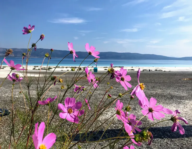 Wildflowers on the shore of Salda Lake