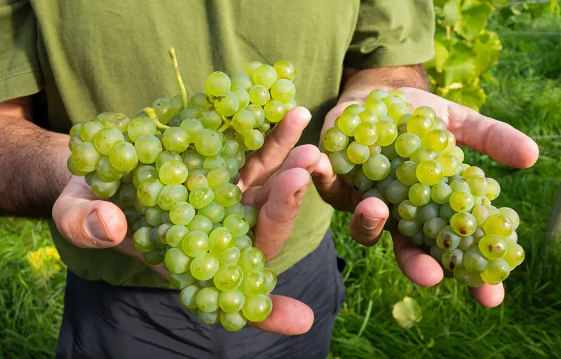 Freshly harvested white grapes in a winemaker's hands